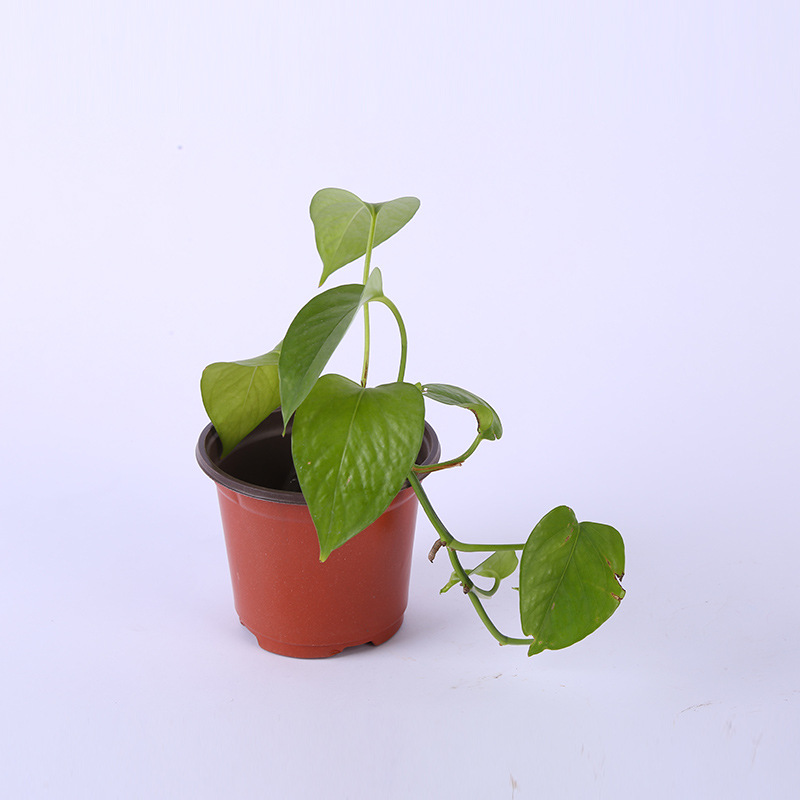 Wholesale gardening nursery plant pots